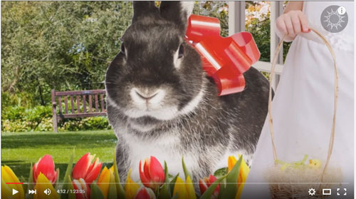 Recap---Easter---Bunny