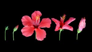 Five stages of a red hibiscus flower's development from a tight green bud, to a bud showing the red petals, to the flower in full bloom, then the gradual wilting of the flower until it has finally faded, on a black background.